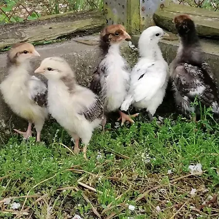 Tweete Heimat Quarto em Acomodações Particulares *