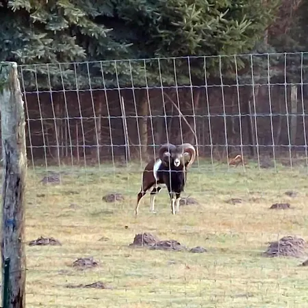 Tweete Heimat * Ducherow