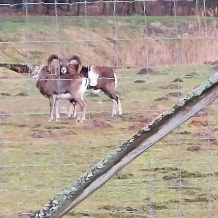 Tweete Heimat Quarto em Acomodações Particulares *